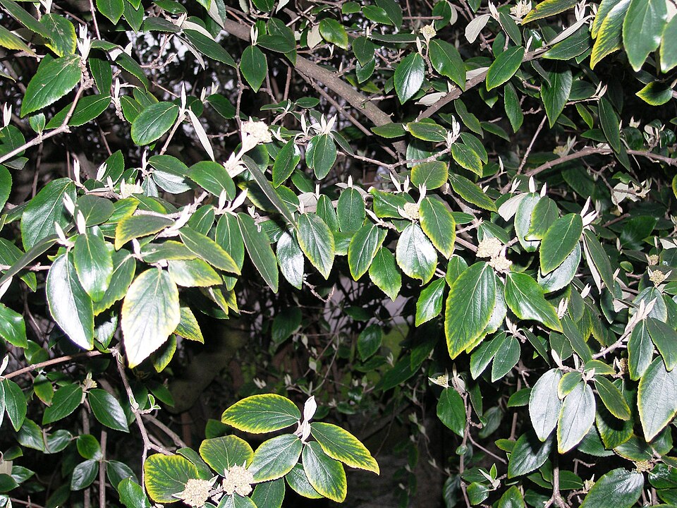 Viburnum x burkwoodii (Burkwood Viburnum) (alternate view 4)