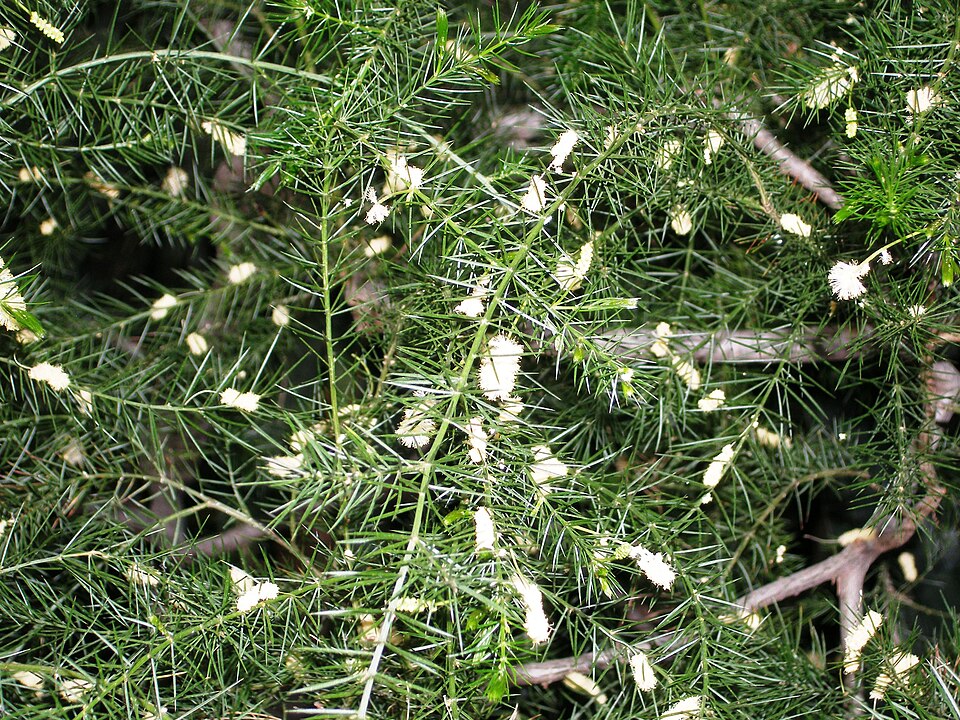 Acacia verticillata (Prickly moses) (alternate view 4)