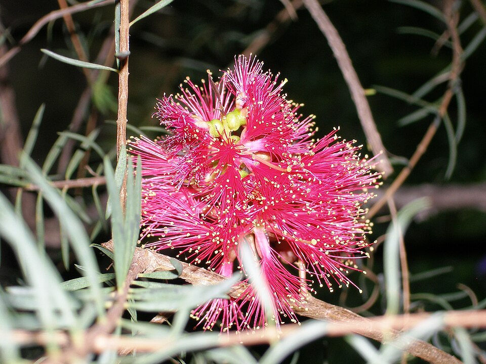 Melaleuca fulgens (alternate view 9)