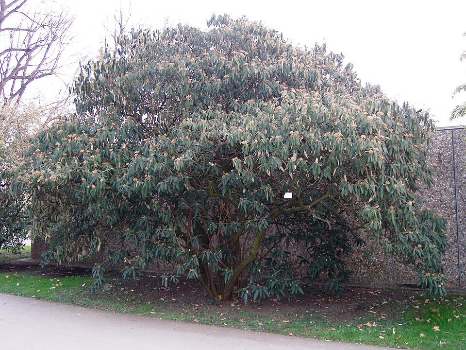 Viburnum rhytidophyllum (leatherleaf viburnum) (alternate view 9)