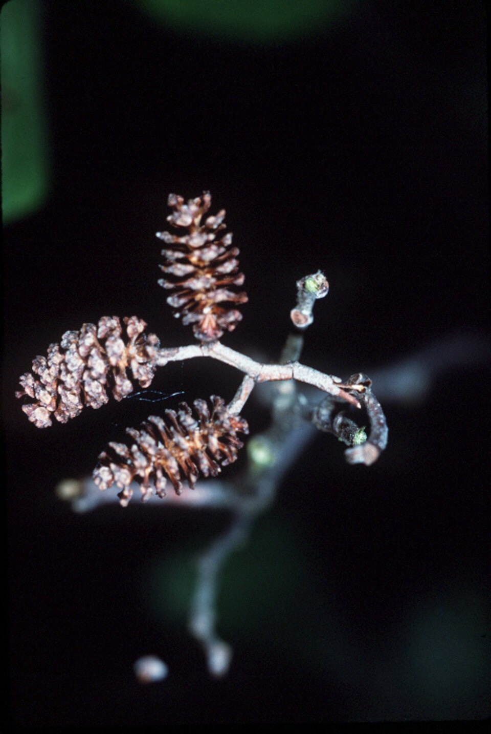Alnus serrulata (smooth alder) (alternate view 9)