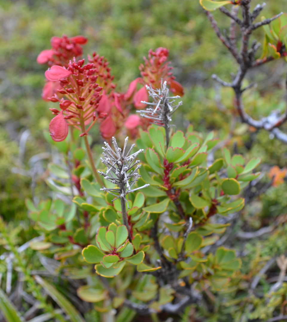 Bellendena montana (Mountain Rocket) (alternate view 4)