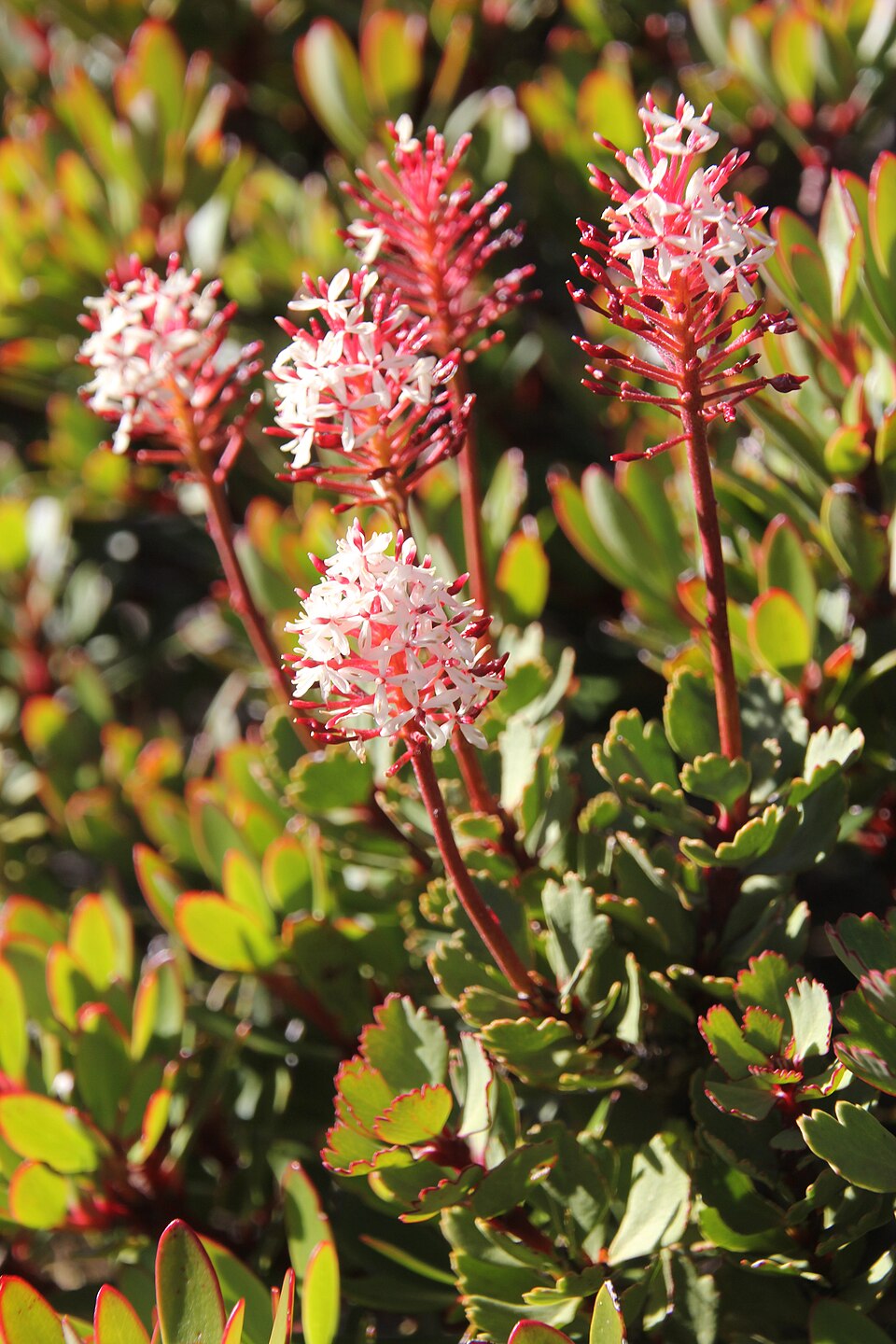 Bellendena montana (Mountain Rocket) (alternate view 5)