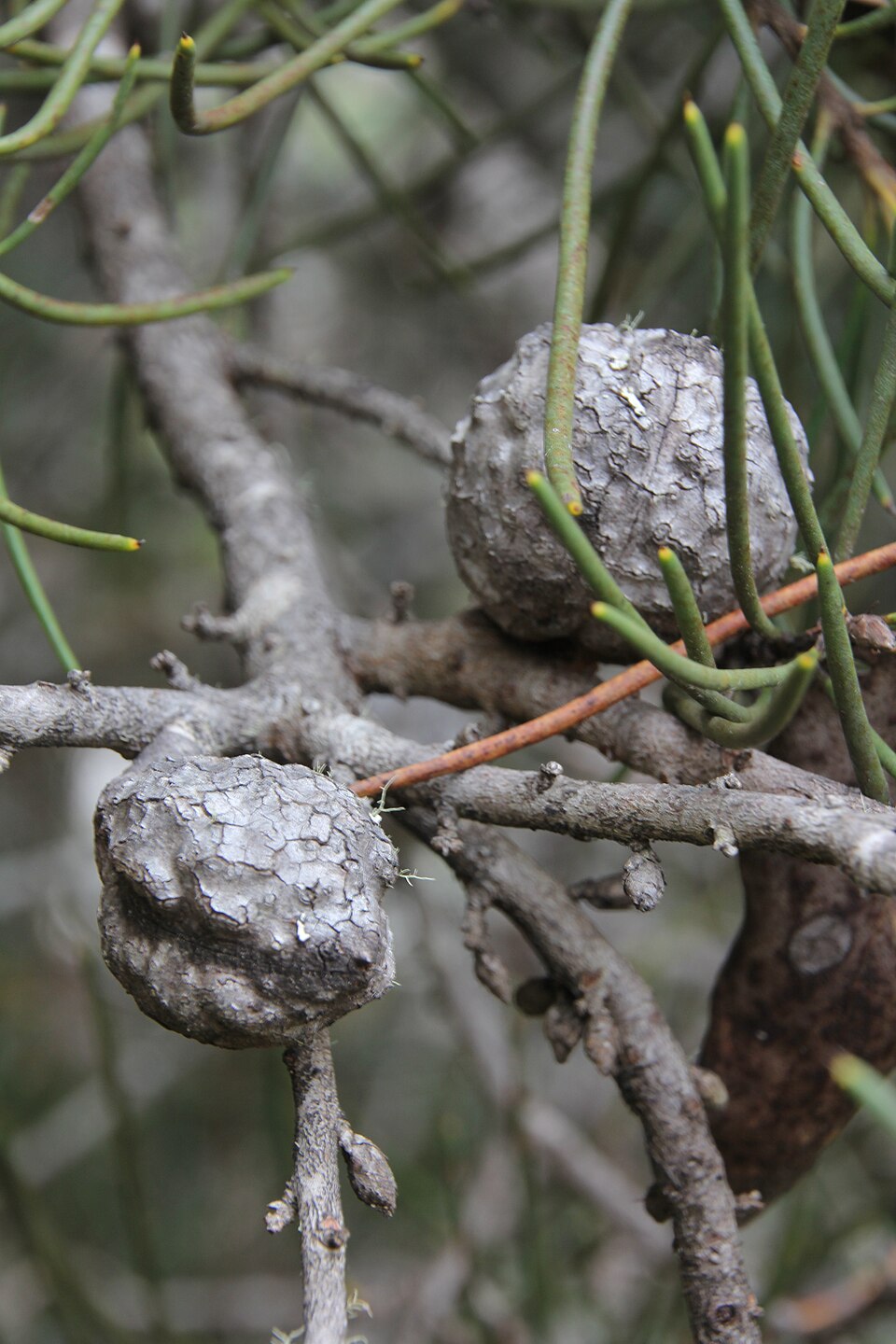 Hakea lissosperma (Mountain Needlewood) (alternate view 7)