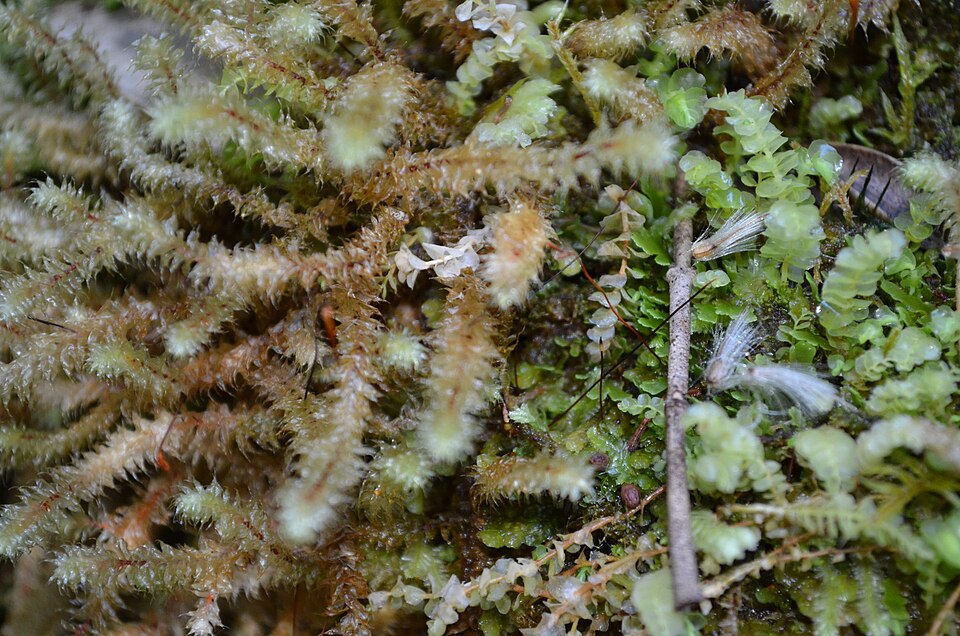 Ptychomnion aciculare (pipe-cleaner moss)