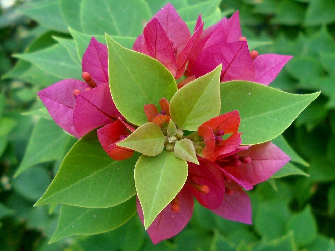 Bougainvillea glabra, Bougainvillea — climbing evergreen (Nyctaginaceae) (image 2 of 10)