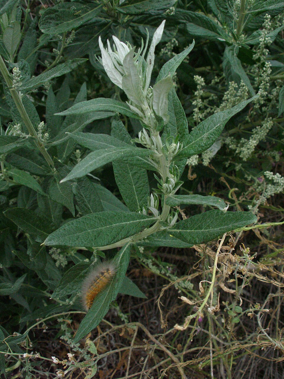Artemisia douglasiana (California mugwort) (alternate view 3)