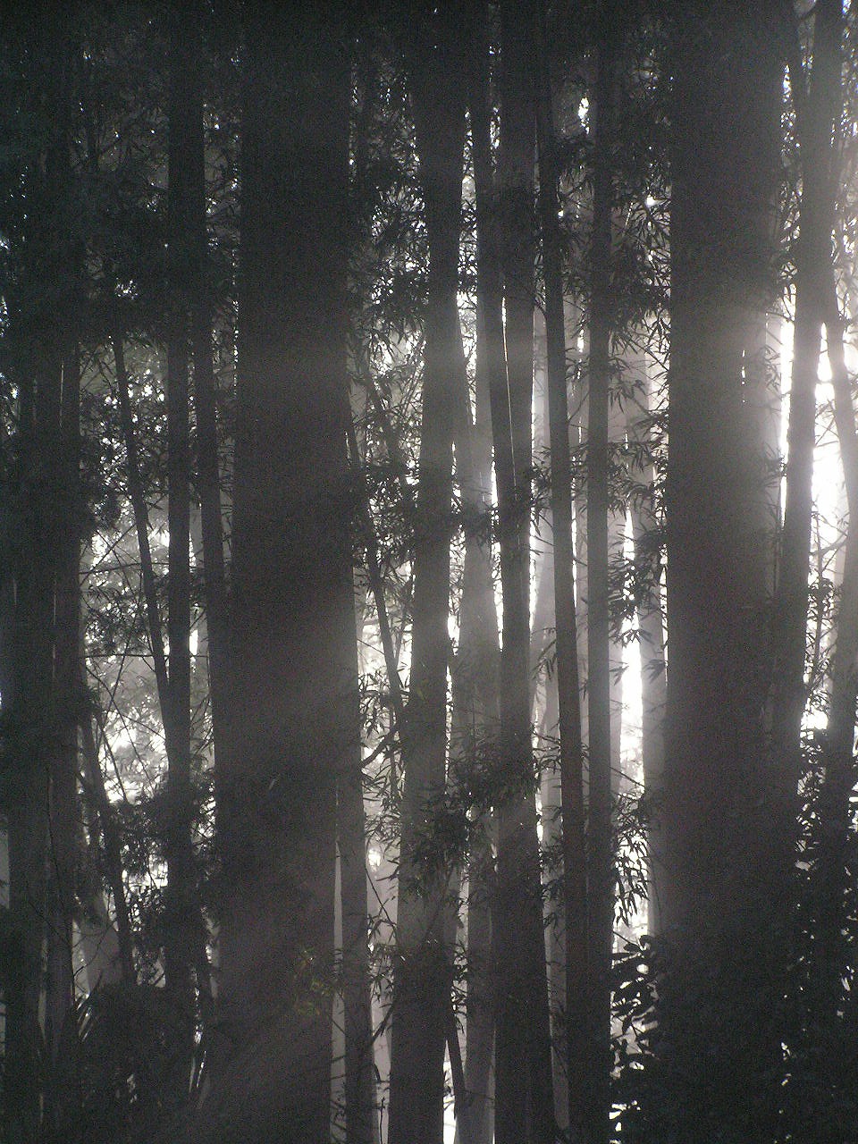 Chamaecyparis obtusa (Hinoki Cypress) (alternate view 7)