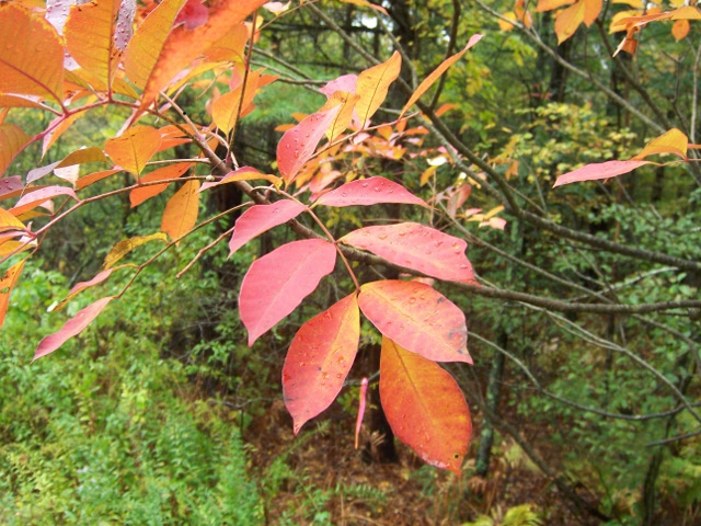 Toxicodendron vernix (poison sumac) (alternate view 7)