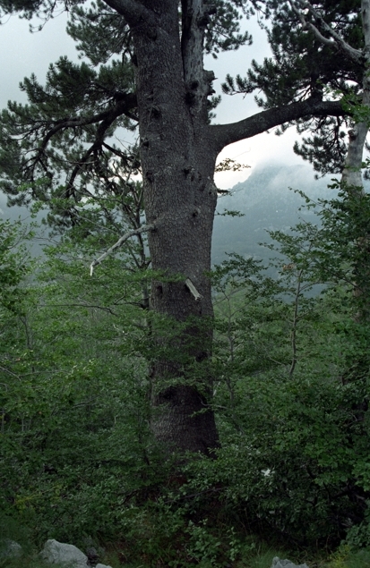 Pinus heldreichii (Bosnian Pine)