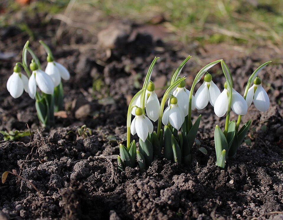 Galanthus elwesii (Giant Snowdrop) (alternate view 10)
