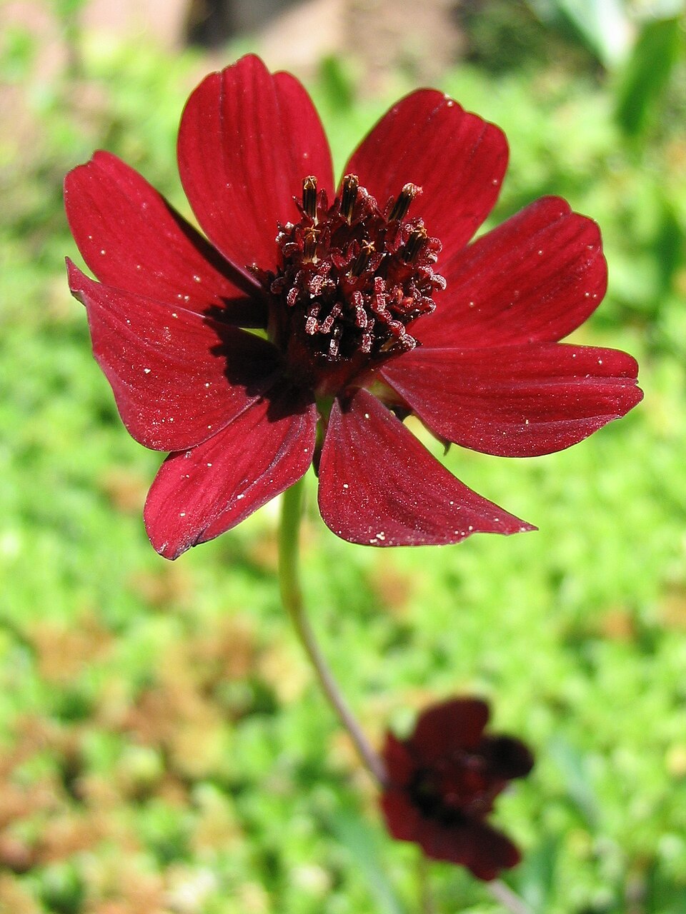 Cosmos atrosanguineus (chocolate cosmos) (alternate view 6)