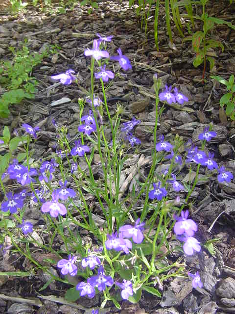 Lobelia erinus (bedding lobelia) (alternate view 8)