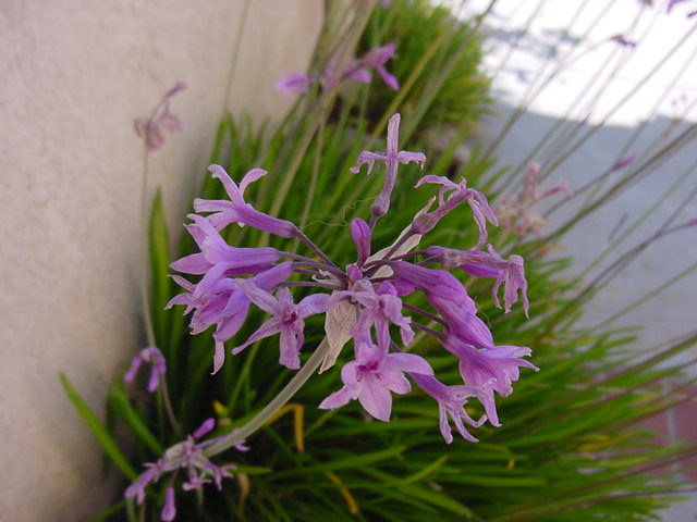 Tulbaghia violacea (society garlic) (alternate view 7)