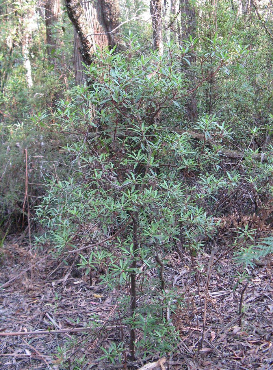 Tasmannia lanceolata (Mountain Pepper) (alternate view 9)