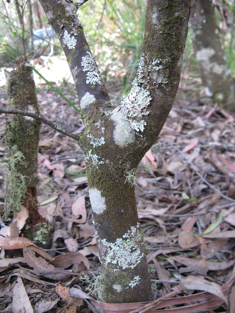 Tasmannia lanceolata (Mountain Pepper) (alternate view 10)