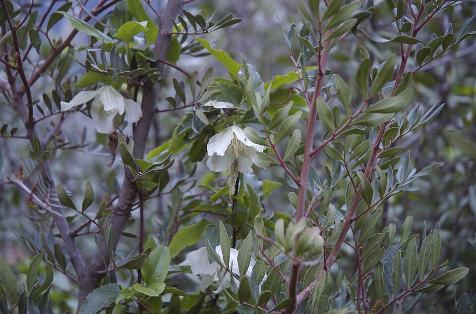 Clematis cirrhosa (early clematis) (alternate view 10)