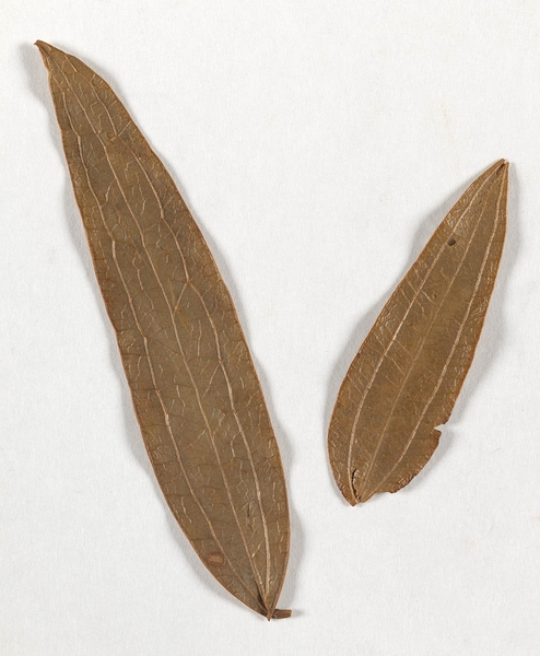 Smilax glyciphylla (Sweet Sarsaparilla) (alternate view 7)