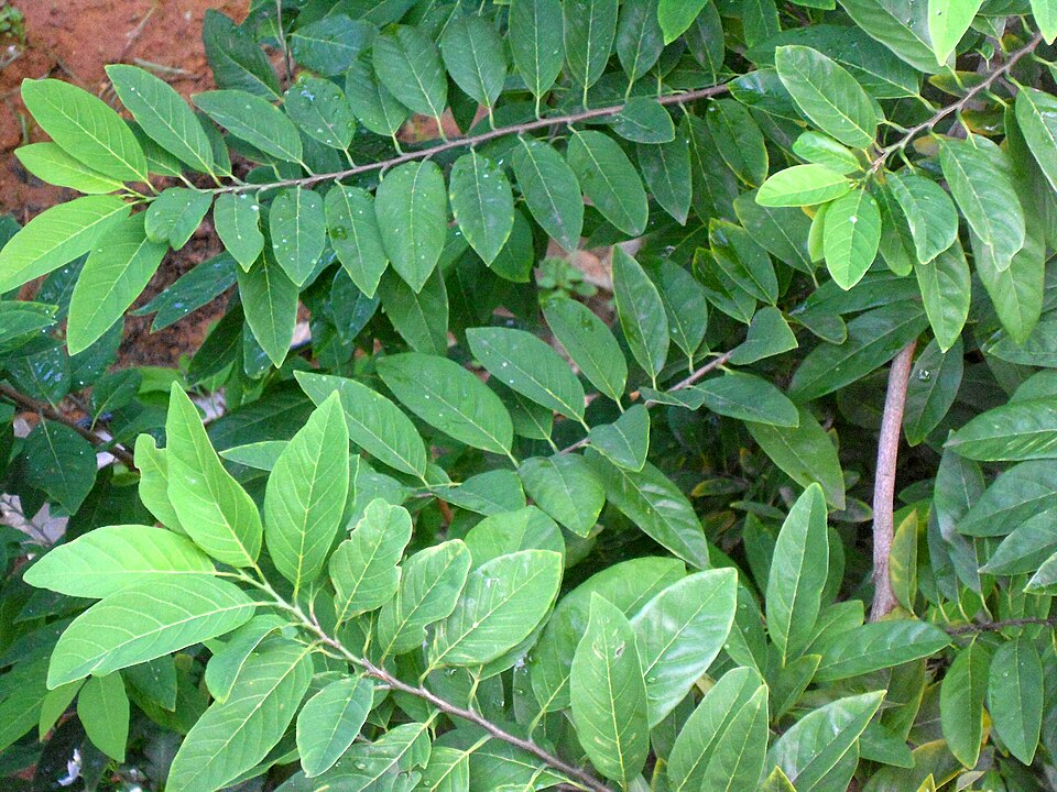 Annona squamosa (Sugar Apple) (alternate view 6)