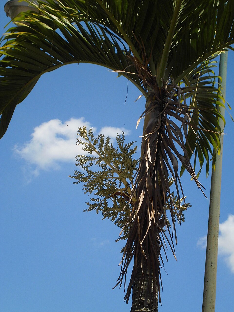 Adonidia merrillii (Christmas Palm) (alternate view 2)