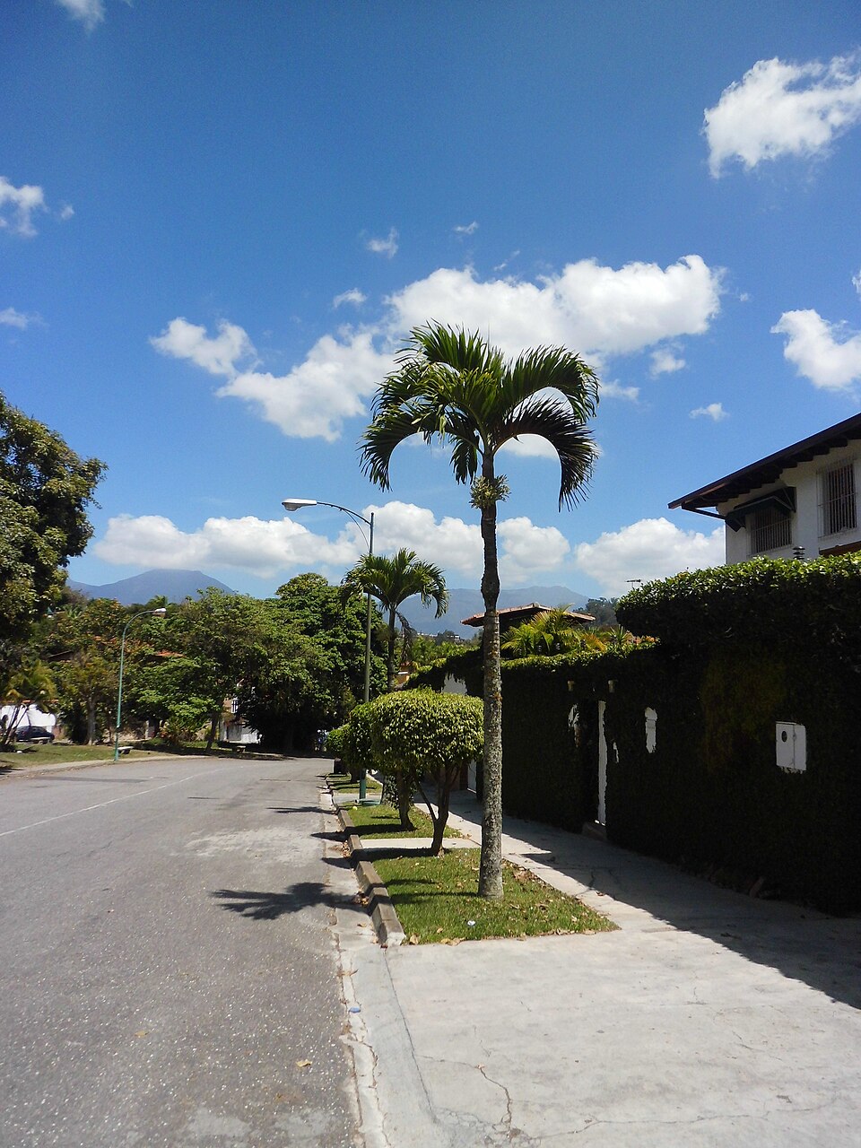 Adonidia merrillii (Christmas Palm) (alternate view 3)