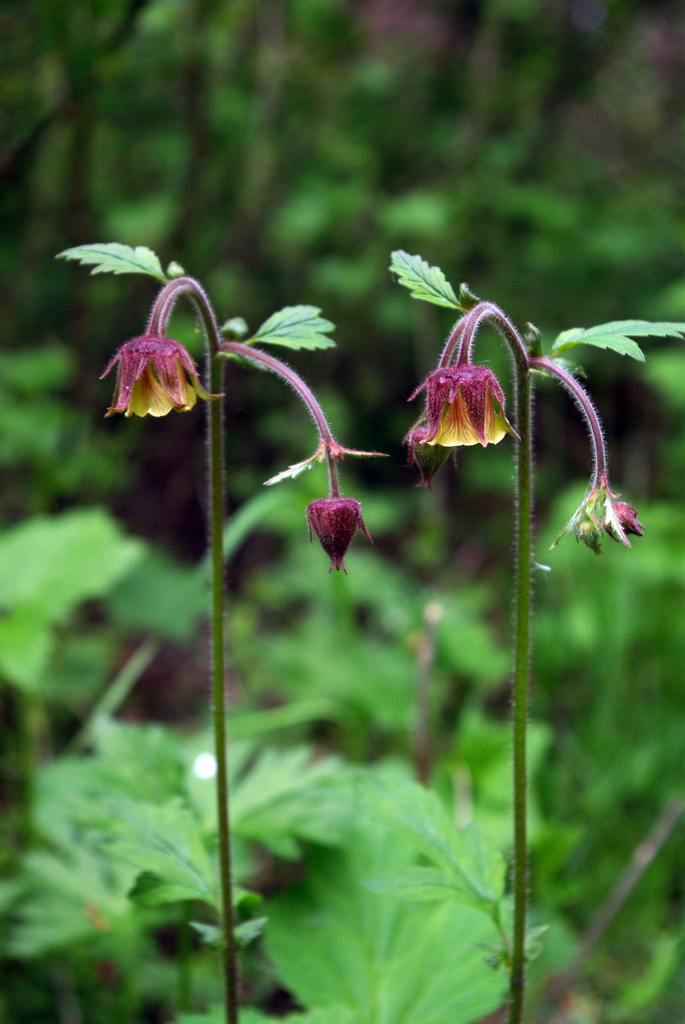 Geum rivale (Water Avens)