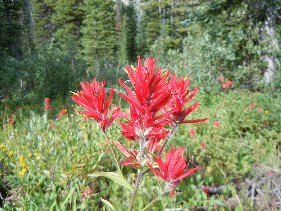 Castilleja miniata (Common Paintbrush) (alternate view 10)