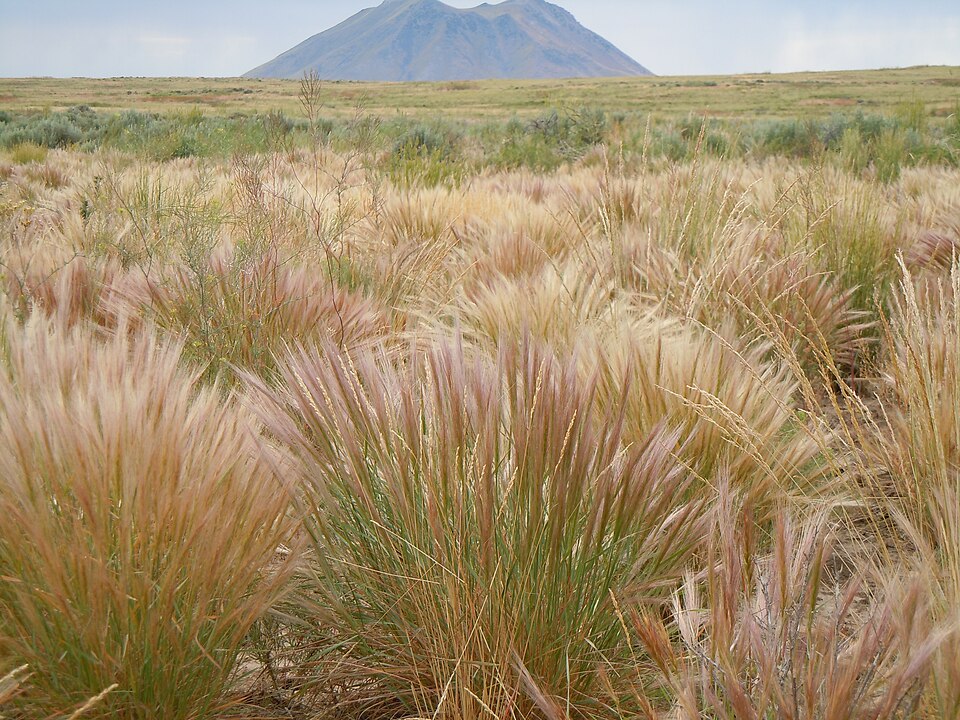 Descurainia pinnata (Western Tansymustard) (alternate view 7)