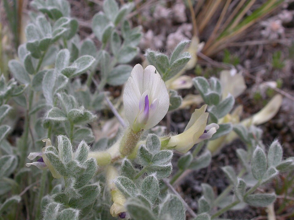 Astragalus purshii (woollypod milkvetch) (alternate view 7)