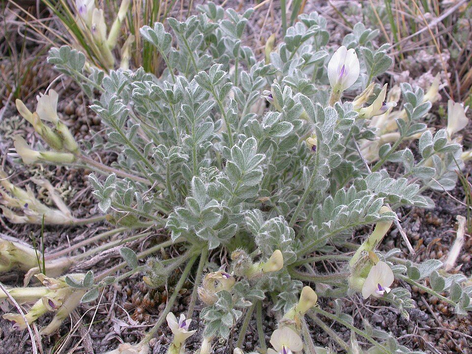 Astragalus purshii (woollypod milkvetch) (alternate view 8)