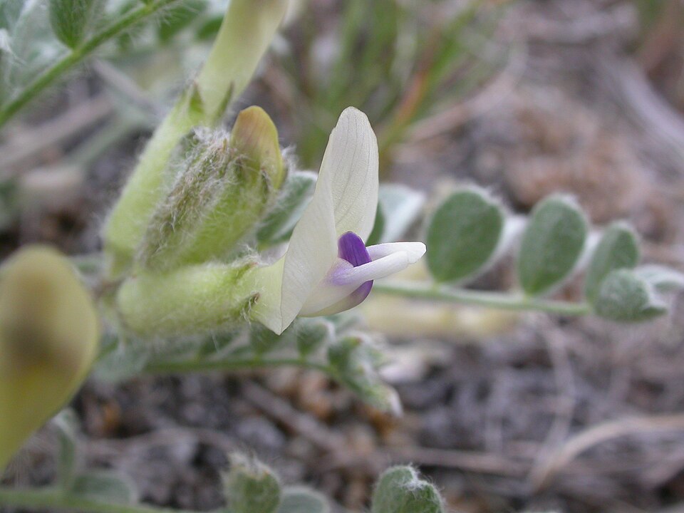 Astragalus purshii (woollypod milkvetch) (alternate view 9)