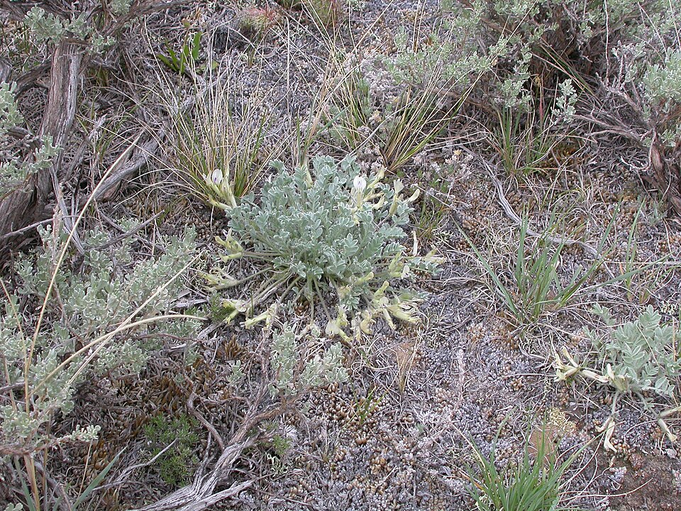 Astragalus purshii (woollypod milkvetch) (alternate view 10)