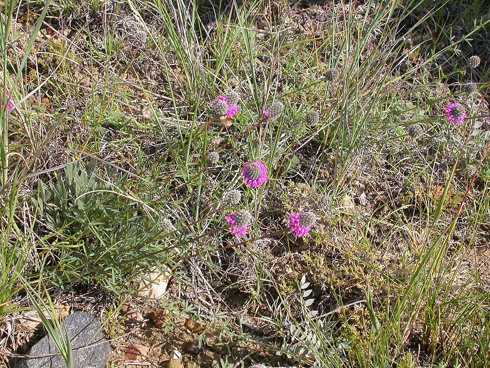 Dalea purpurea (purple prairie clover) (alternate view 8)