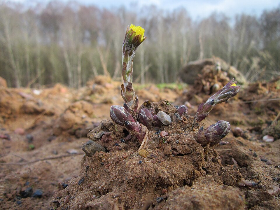Tussilago farfara (colt's-foot)