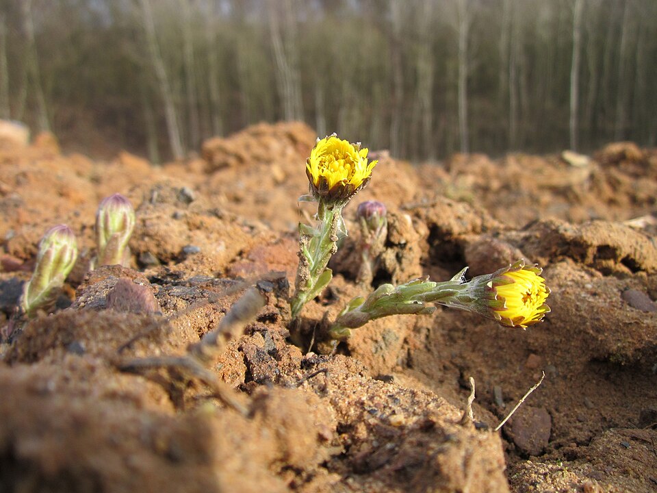Tussilago farfara (colt's-foot)