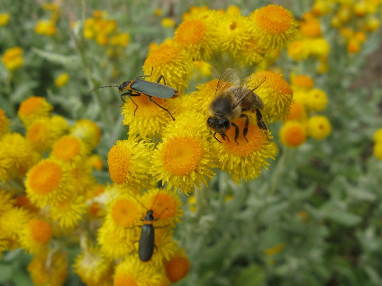 Chrysocephalum apiculatum, Common everlasting — spreading evergreen (Asteraceae) (image 7 of 10)