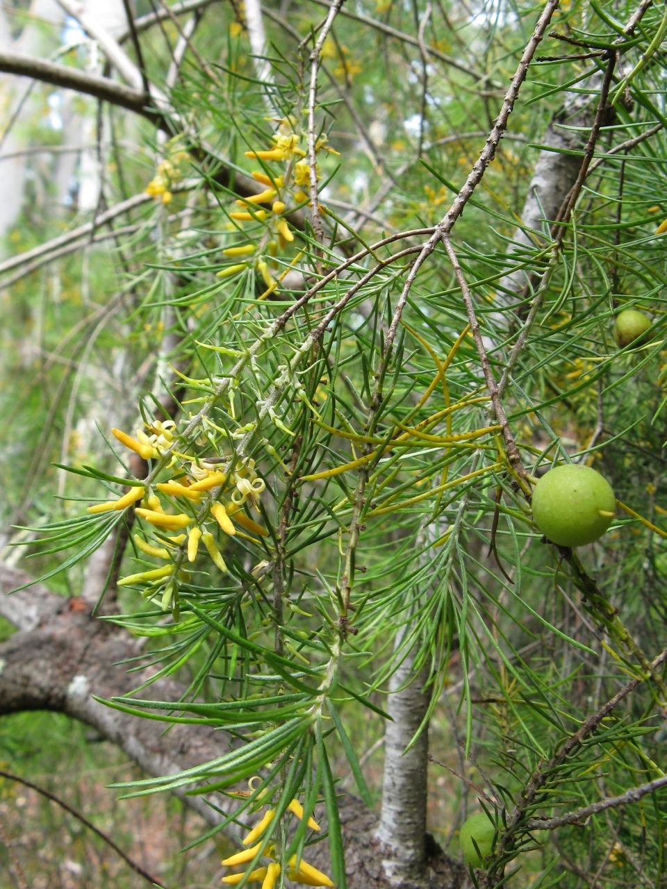 Persoonia pinifolia (Pine-leaf Geebung) (alternate view 10)