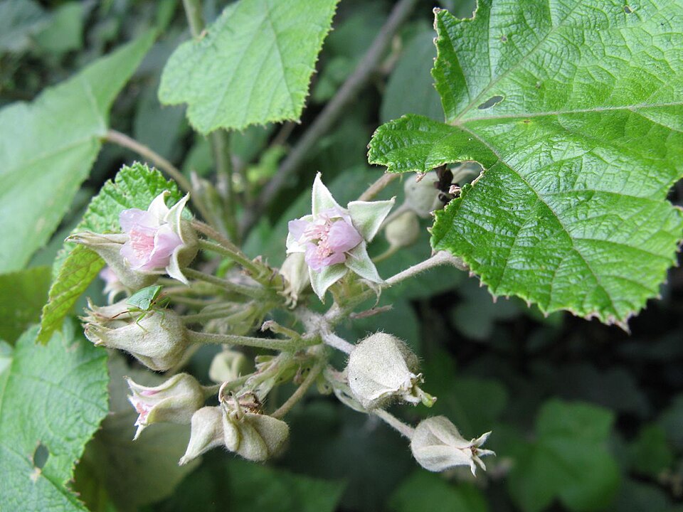 Rubus moluccanus (Molucca Bramble) (alternate view 7)