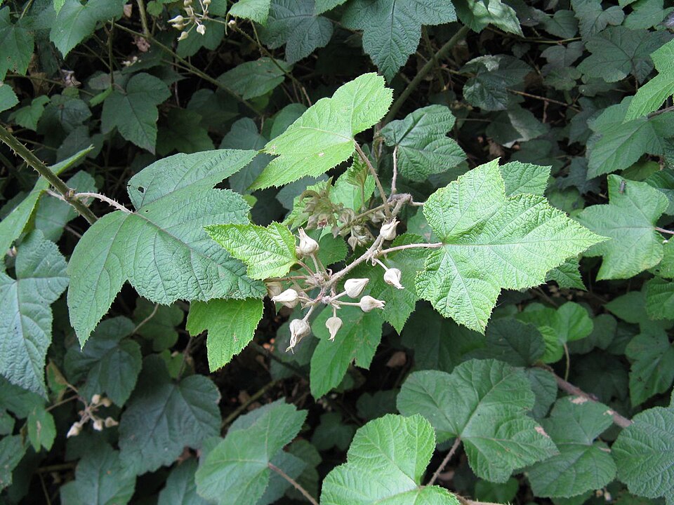 Rubus moluccanus (Molucca Bramble) (alternate view 8)
