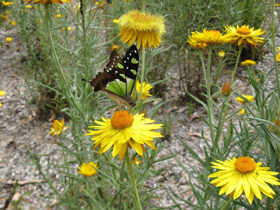 Xerochrysum bracteatum (Golden Everlasting) (alternate view 3)