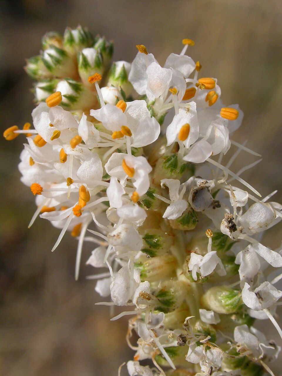 Dalea candida (white prairie clover) (alternate view 3)