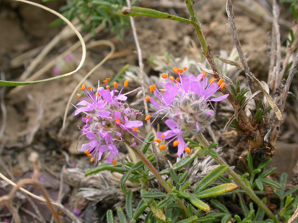 Dalea purpurea (purple prairie clover) (alternate view 9)
