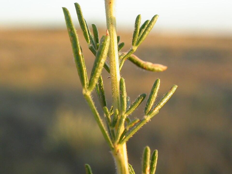 Dalea purpurea (purple prairie clover) (alternate view 10)