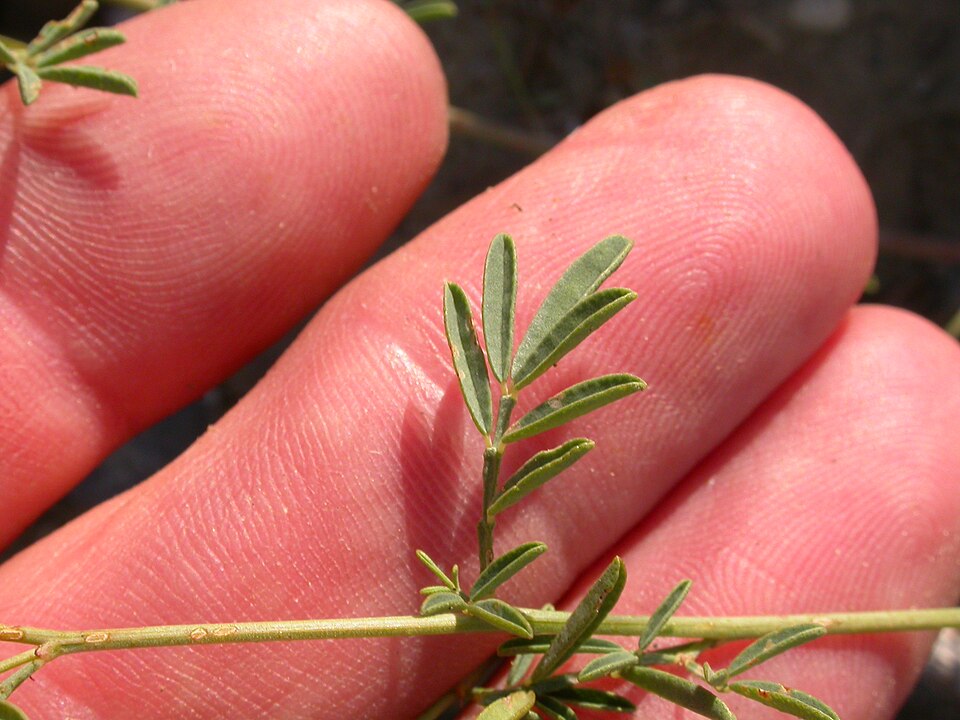 Dalea candida (white prairie clover) (alternate view 4)