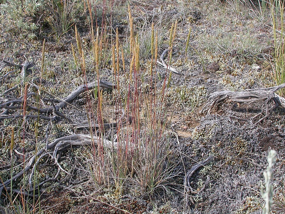 Koeleria macrantha (Prairie Junegrass) (alternate view 13)