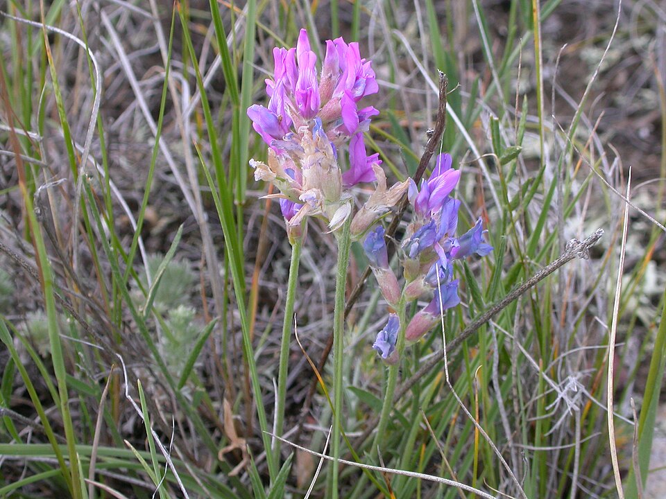 Oxytropis lambertii (Lambert's Locoweed) (alternate view 10)