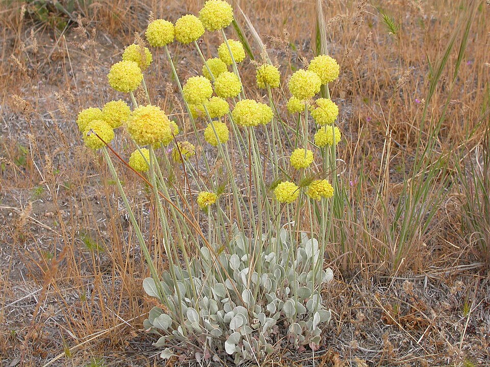 Eriogonum ovalifolium (cushion buckwheat) (alternate view 10)