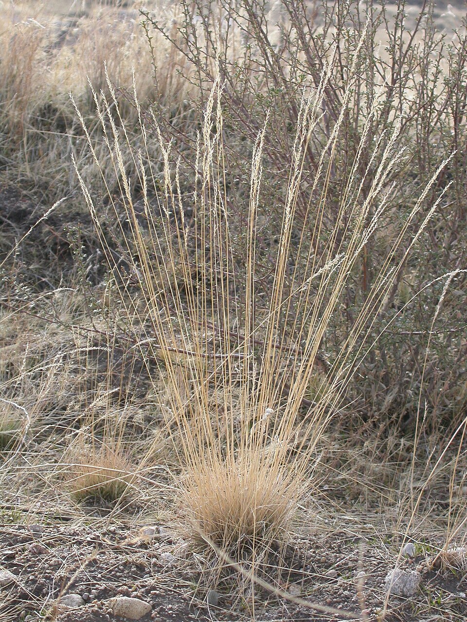 Festuca idahoensis (Idaho fescue) (alternate view 9)