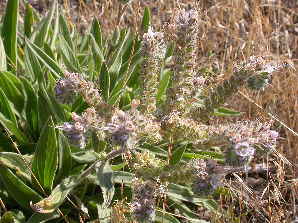 Phacelia hastata (Silverleaf phacelia) (alternate view 6)