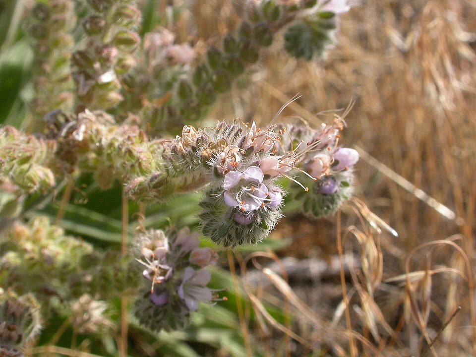 Phacelia hastata (Silverleaf phacelia) (alternate view 7)
